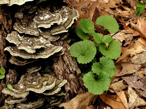 Turkey Tail: Natural Immune Booster